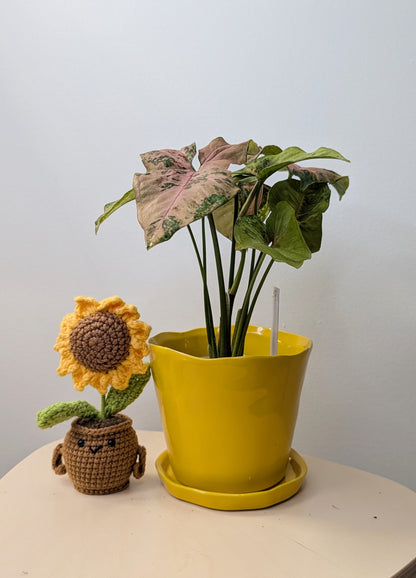 Syngonium pink freckles Pink Freckles