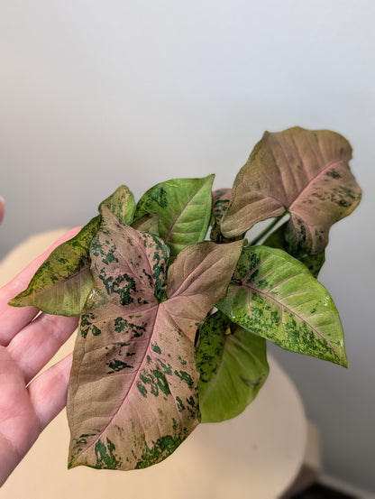 Syngonium pink freckles Pink Freckles