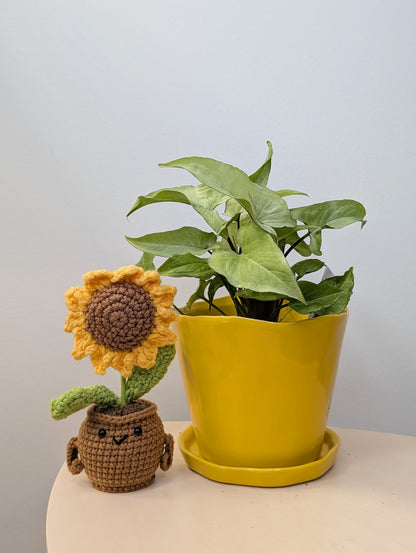 Syngonium Ngern Lai Ma