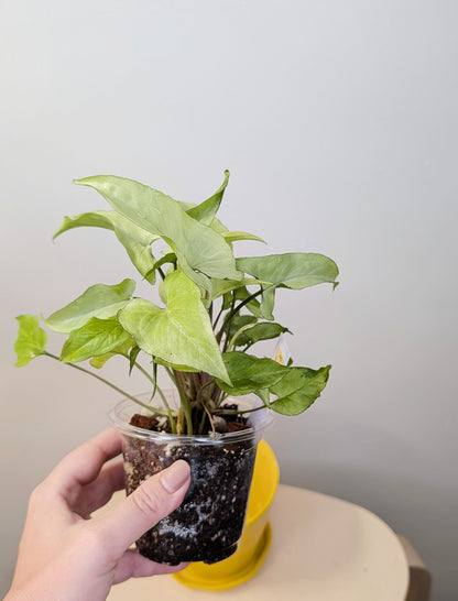 Syngonium Ngern Lai Ma