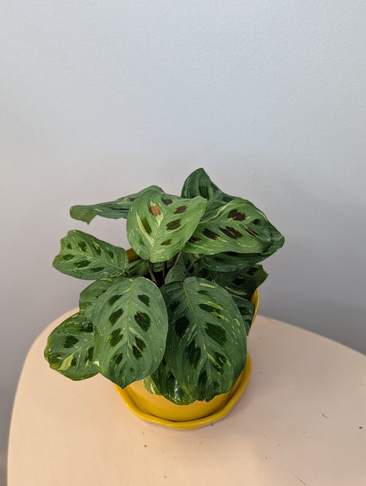 Marantha Riscada Maranthacae – Sunflower Plant Shop