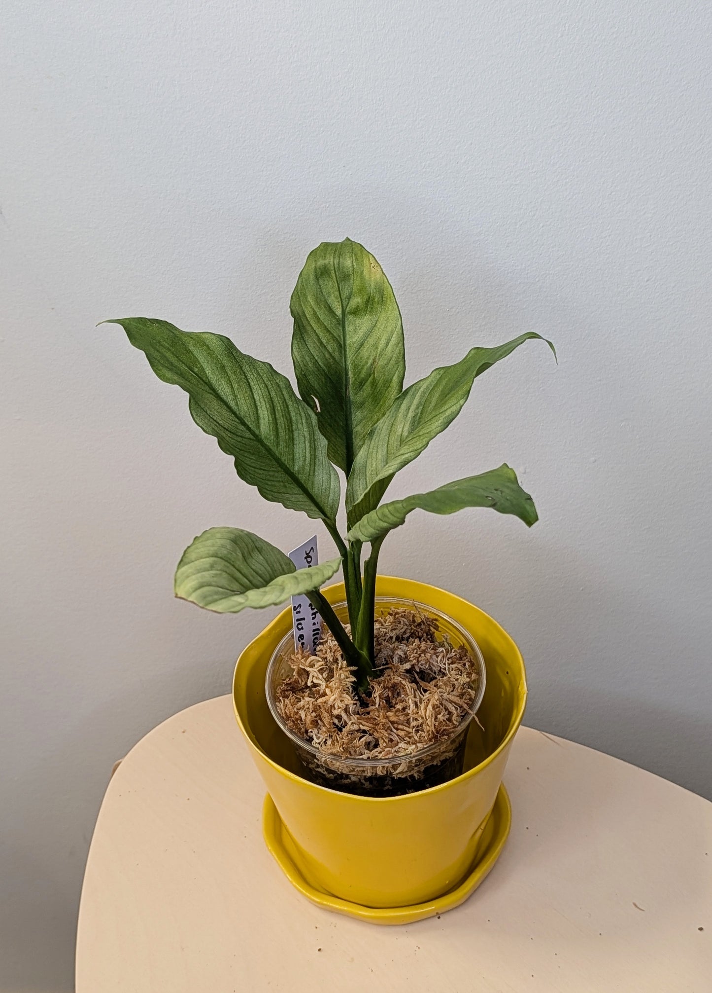 Spathyphillum silver / peace lily