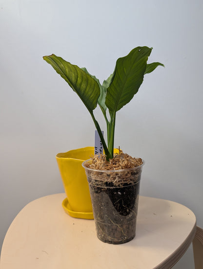 Spathyphillum silver / peace lily