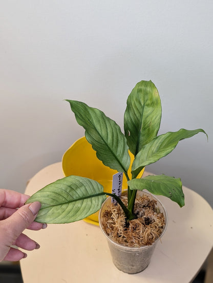 Spathyphillum silver / peace lily