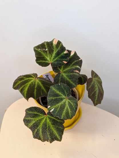 Begonia Soli Mutata variegated / First Photo - mother plant
