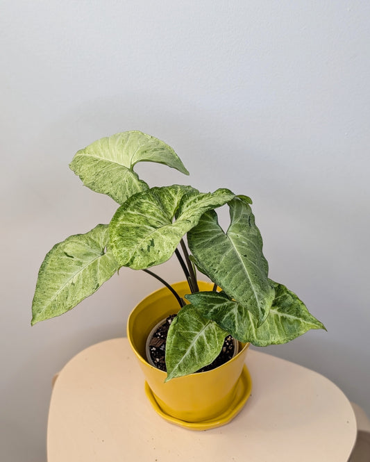 Syngonium green freckles