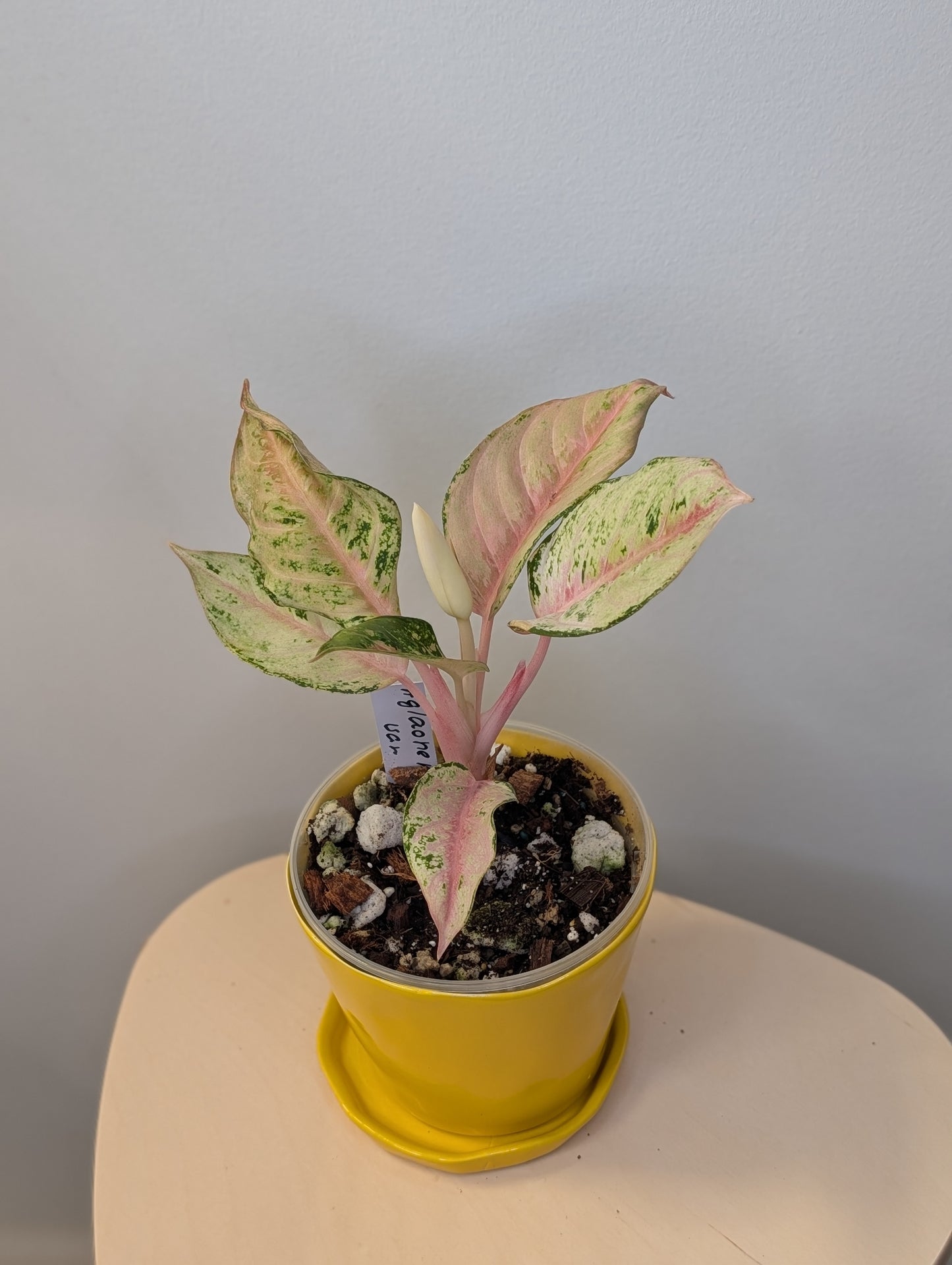 Aglaonema variegated