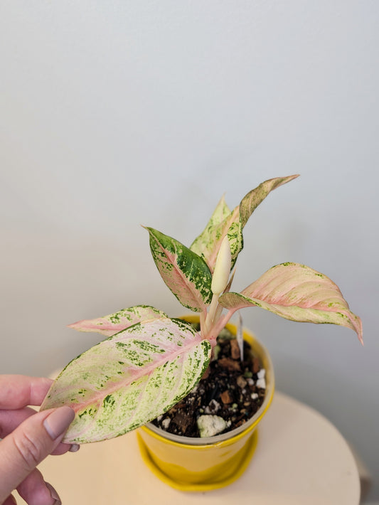 Aglaonema variegated