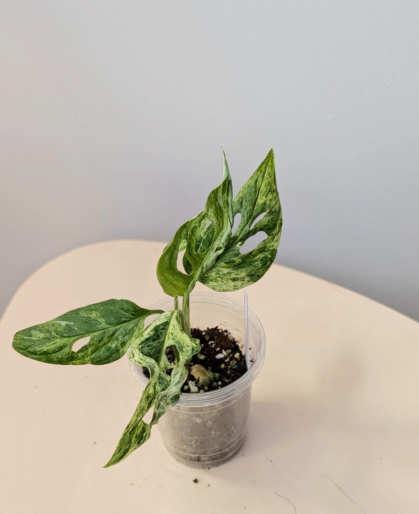 Monstera adansonii mint