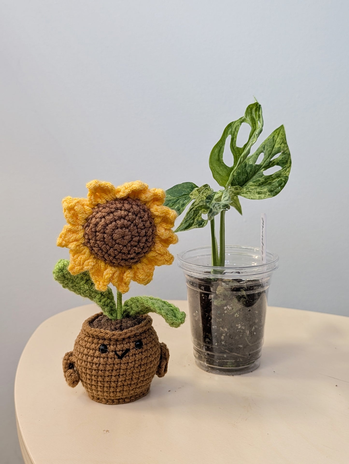 Monstera adansonii mint