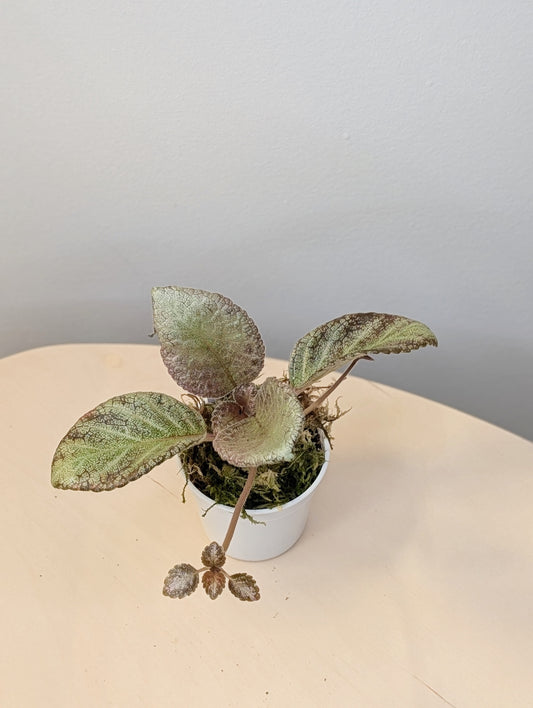 Episcia