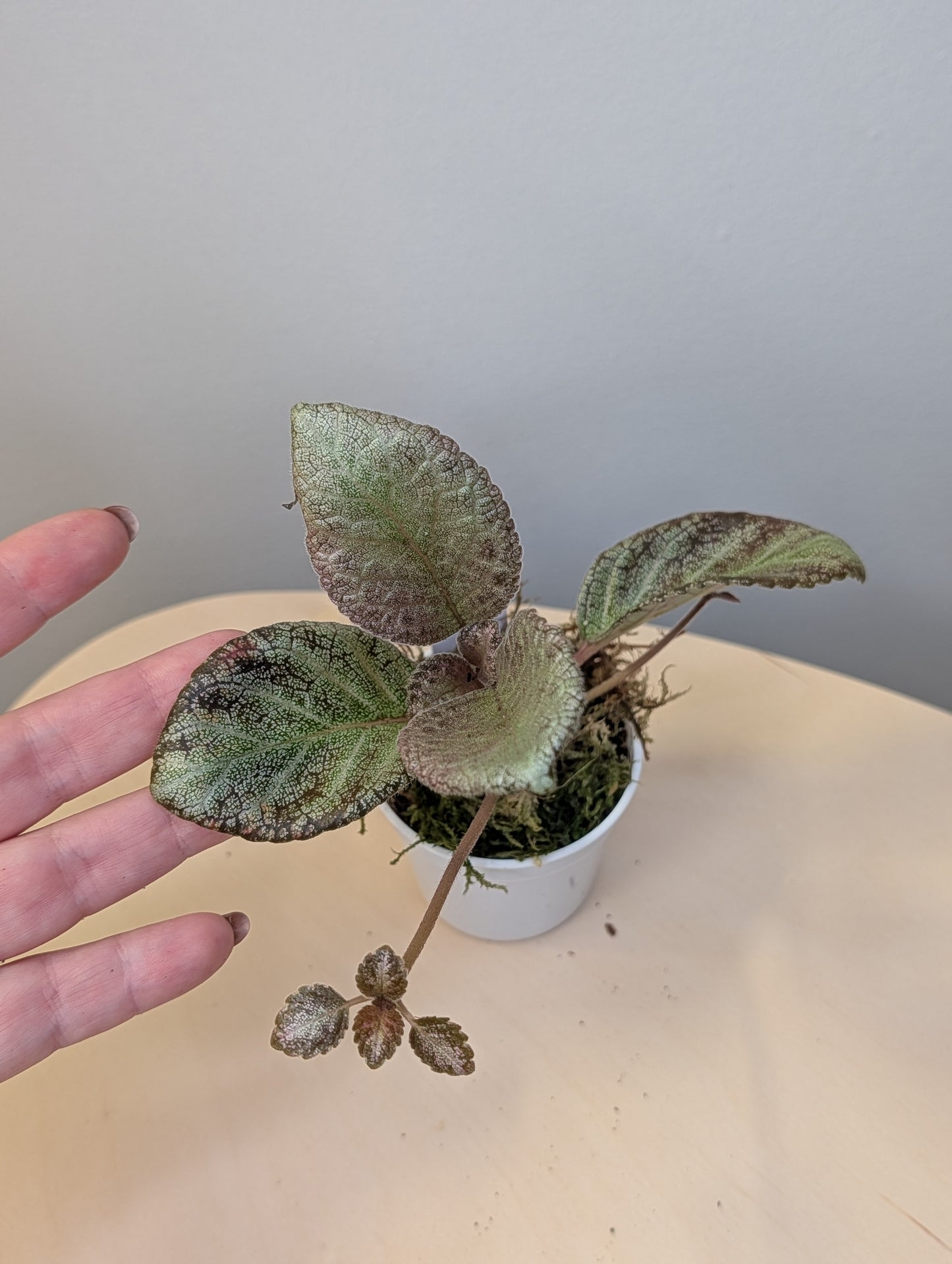 Episcia