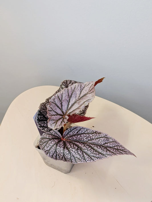 Begonia Maurice Amey