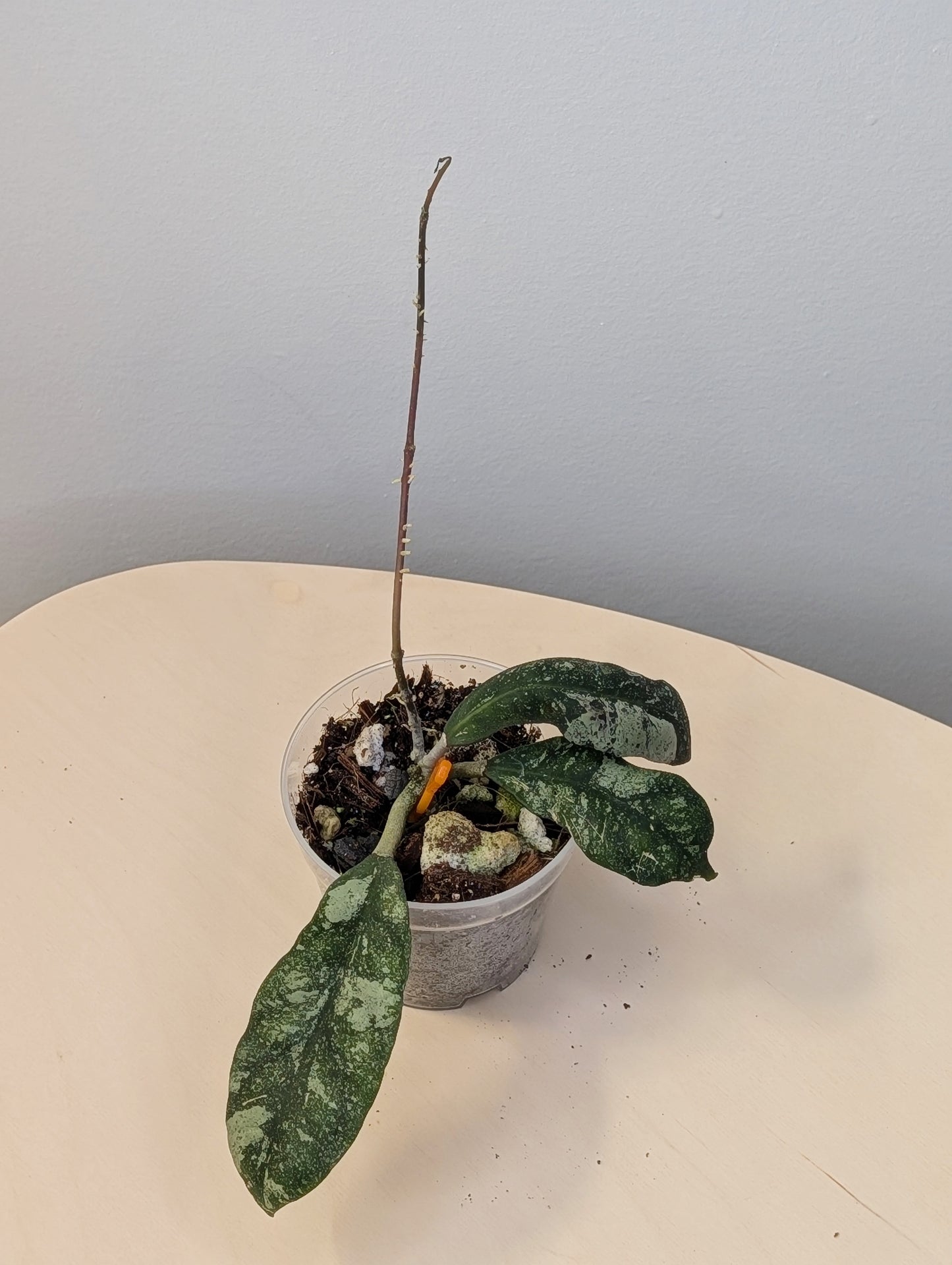 Silver splash Hoya Bundle - get three with a discount