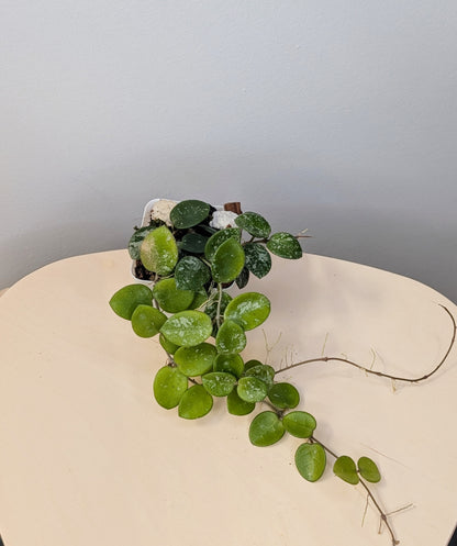 Hoya Mathilde silver splash