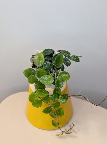 Hoya Mathilde silver splash