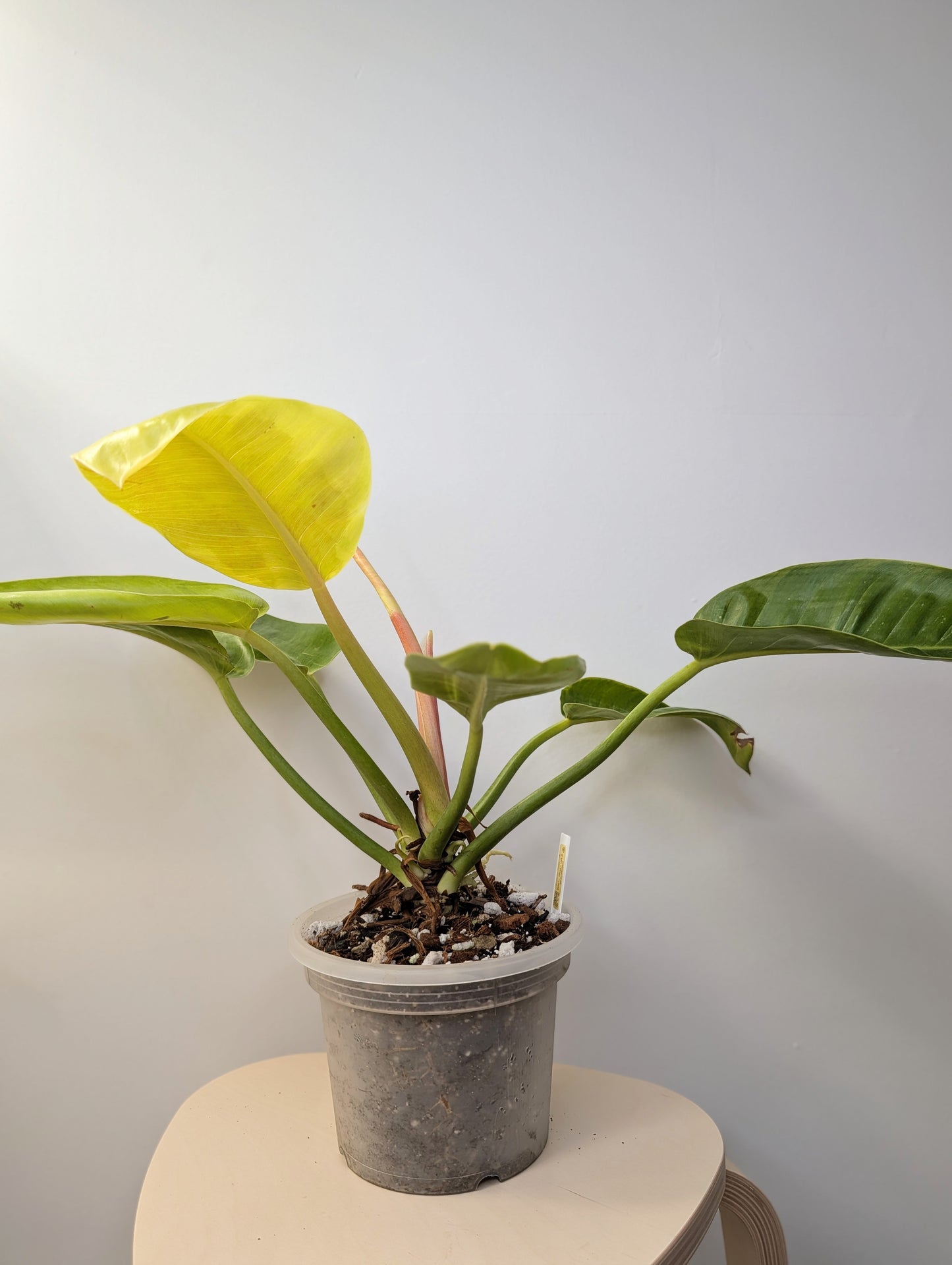 Philodendron green congo