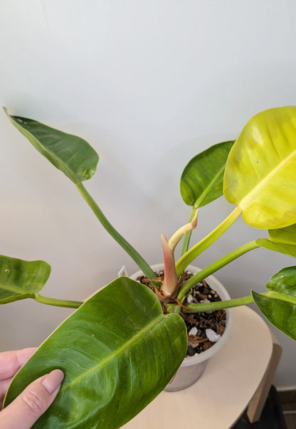 Philodendron green congo
