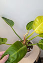 Philodendron green congo