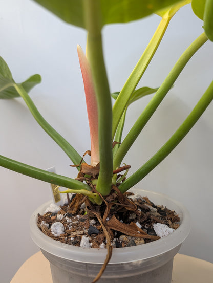 Philodendron green congo