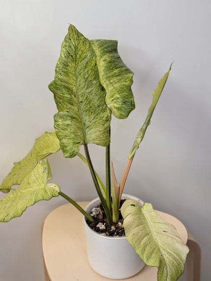 Philodendron snowdrift / easy to care for and beautiful 💚