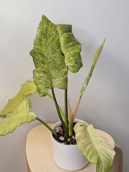 Philodendron snowdrift / easy to care for and beautiful 💚