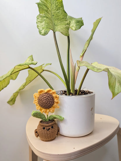 Philodendron snowdrift / easy to care for and beautiful 💚