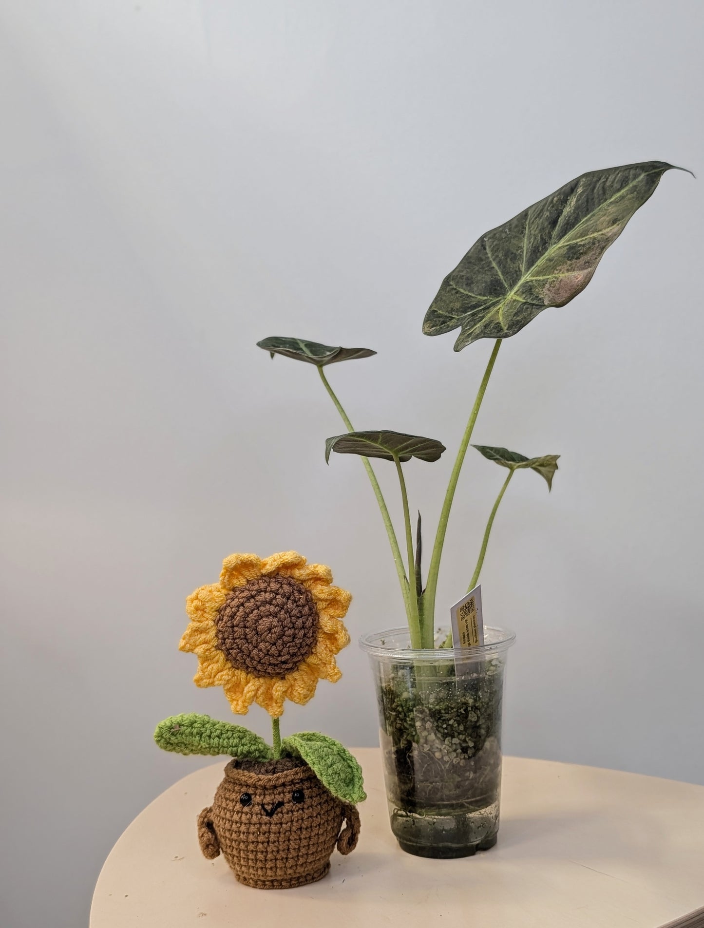 Alocasia regal shields aurea variegated / homegrown
