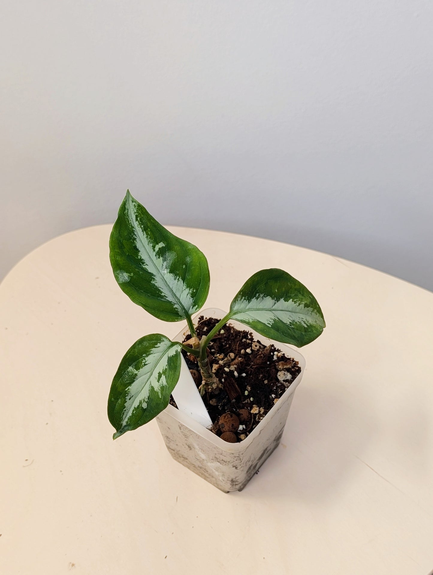 Aglaonema Pictum Tricolor / Aglaonema camouflage / velvety leaves