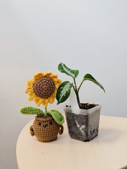 Aglaonema Pictum Tricolor / Aglaonema camouflage / velvety leaves