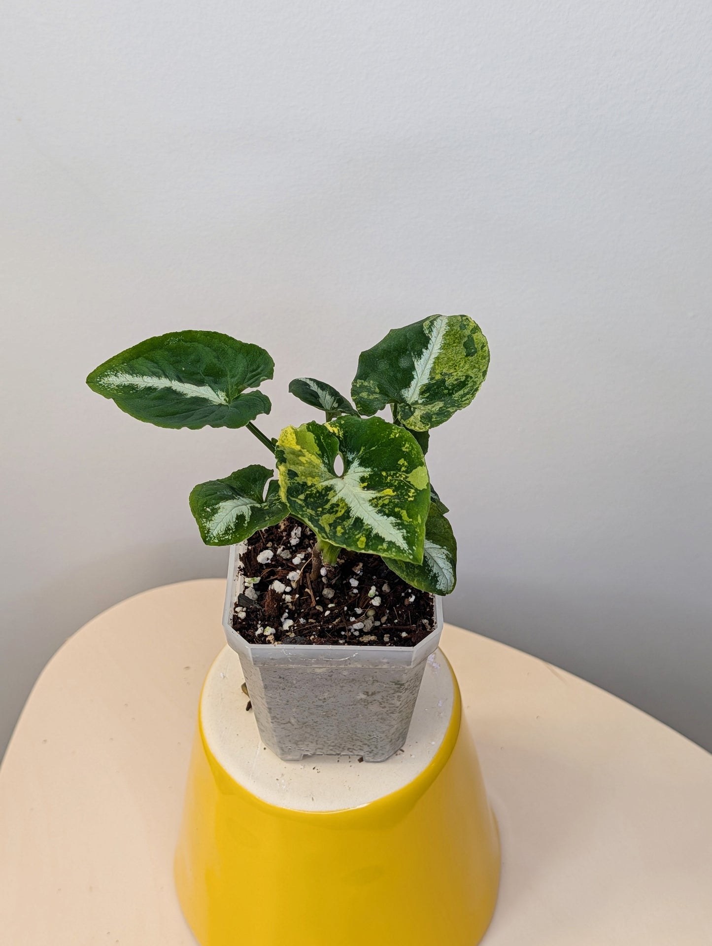 Syngonium scrambled eggs 🍳 nice color ✨