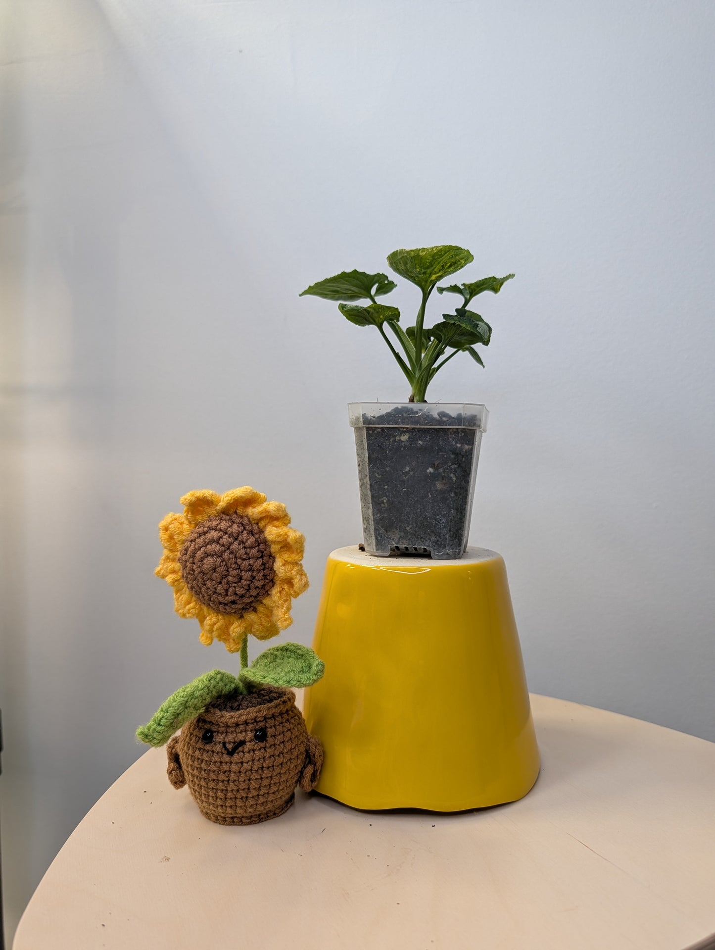 Syngonium scrambled eggs 🍳 nice color ✨