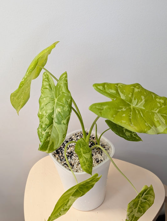 Alocasia acuminata variegated/  / uncommon alocasia 🦄