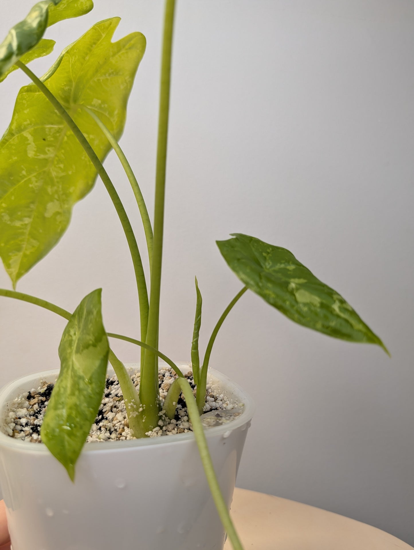 Alocasia acuminata variegated/  / uncommon alocasia 🦄