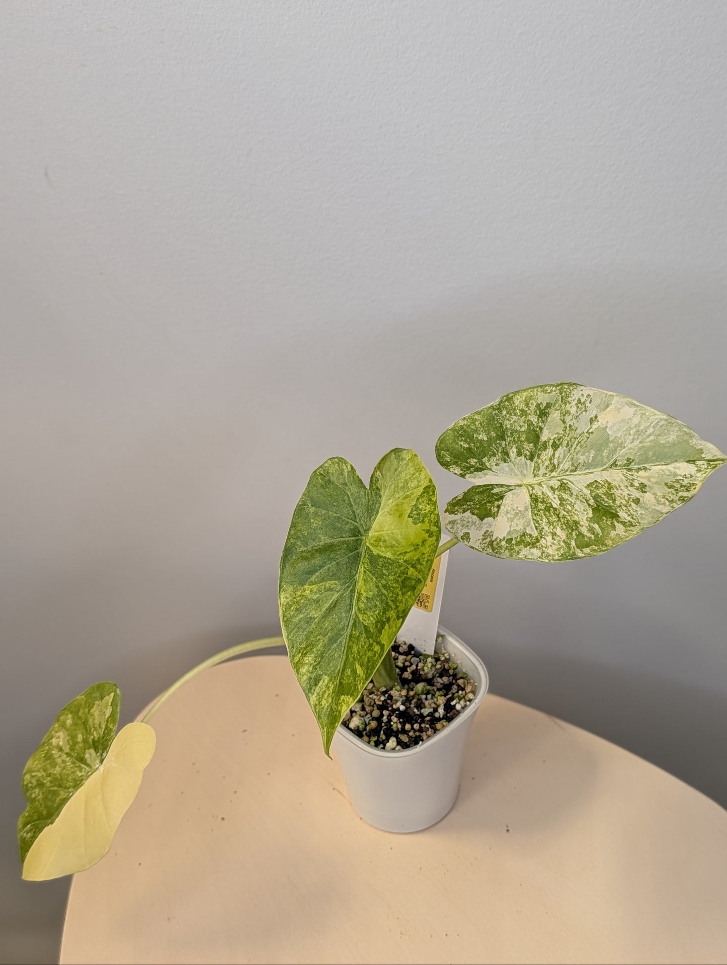 Alocasia odora yellow variegated / low-maintenance variegated alocasia