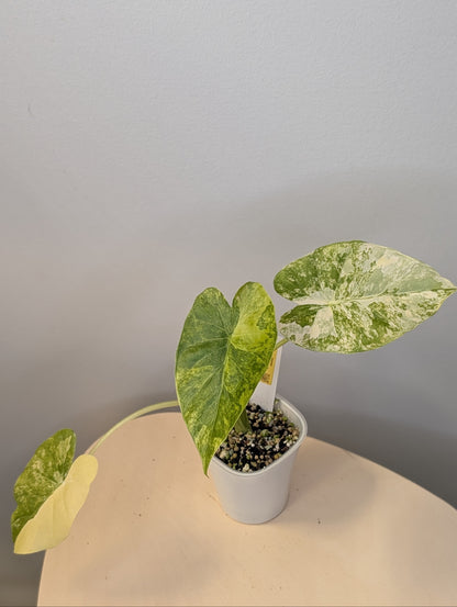 Alocasia odora yellow variegated / low-maintenance variegated alocasia