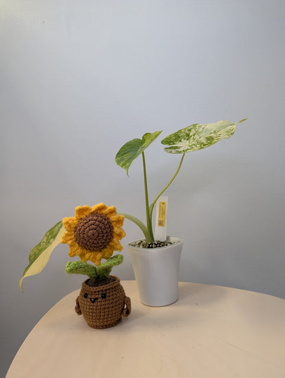 Alocasia odora yellow variegated / low-maintenance variegated alocasia