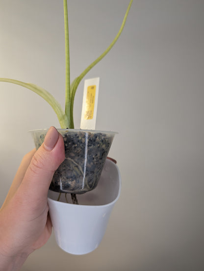 Alocasia odora yellow variegated / low-maintenance variegated alocasia