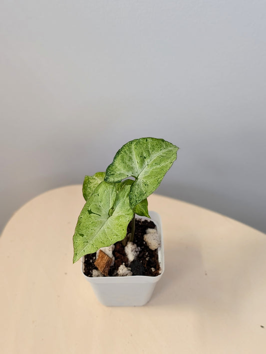 Syngonium green freckles