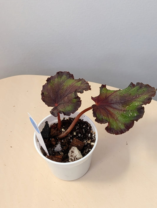 Begonia Rex