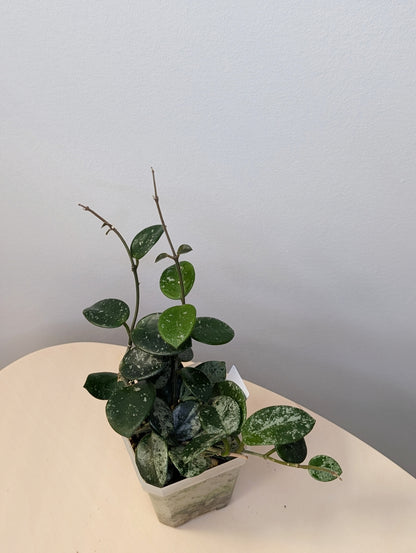 Hoya Mathilde silver splash