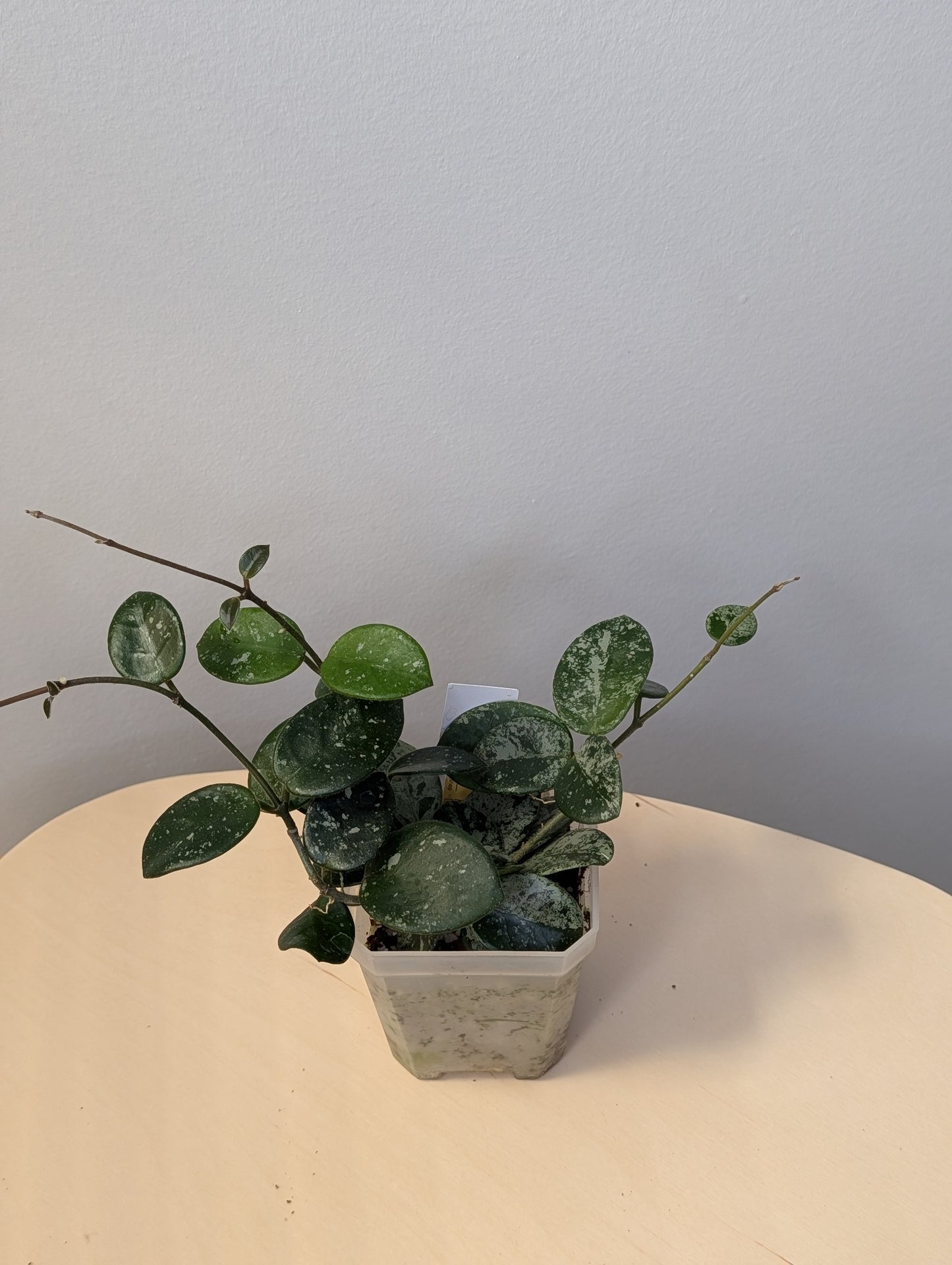 Hoya Mathilde silver splash