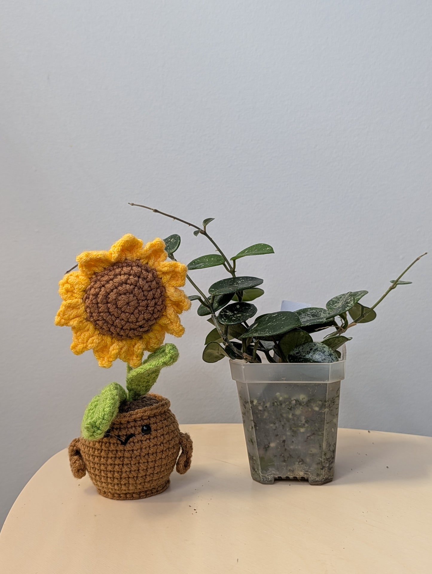 Hoya Mathilde silver splash