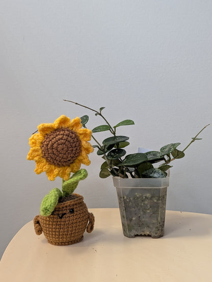 Hoya Mathilde silver splash