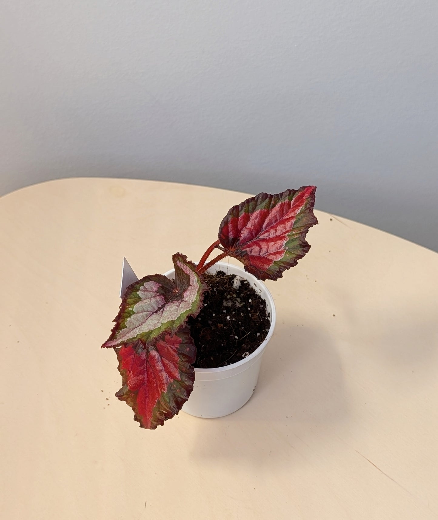 Begonia Rex Bundle
