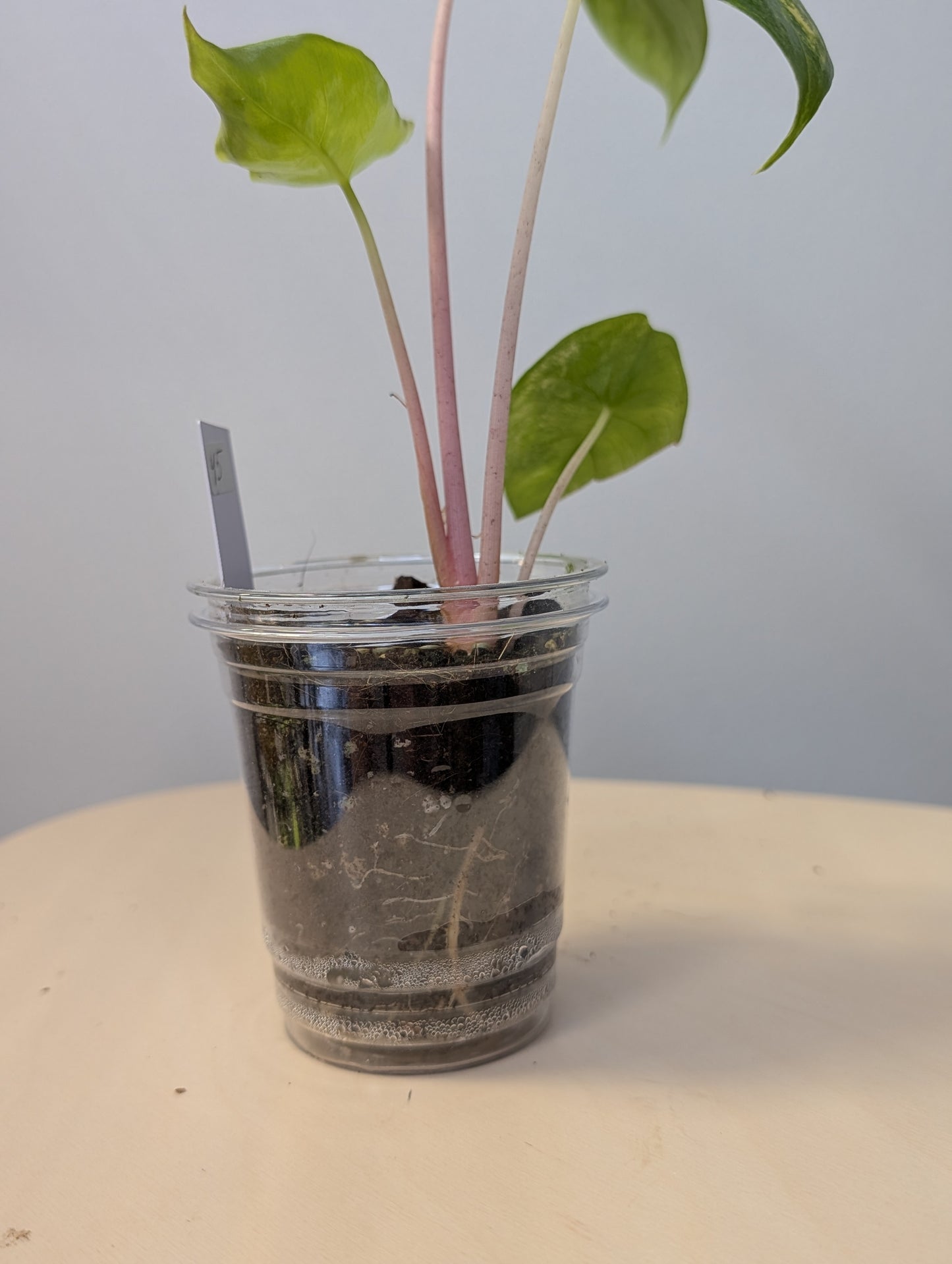 Alocasia pink dragon yellow variegated