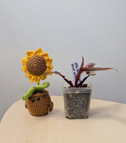 Philodendron pink princess galaxy variegated / very bright variegation 🩷