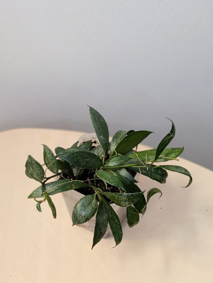 Hoya lacunosa white pearl / a few cuttings in a pot