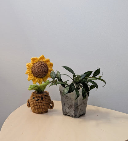 Hoya lacunosa white pearl / a few cuttings in a pot