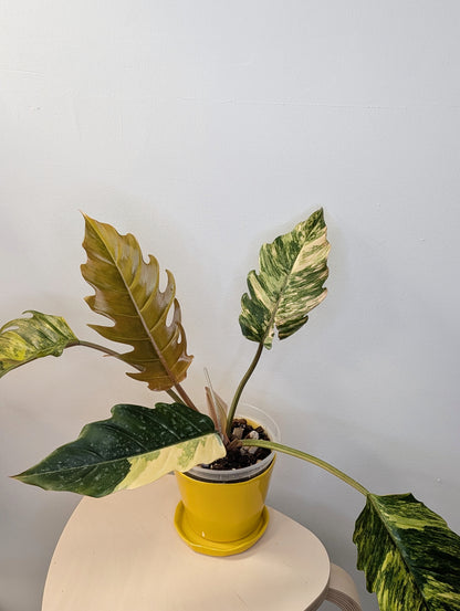 Philodendron caramel marble variegated